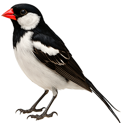 Pin-tailed Whydah
